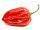 Frische Habanero Chilis rot (500g)
