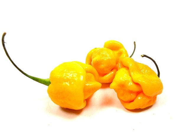 Frische Carolina Reaper Chili gelb (50g)